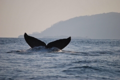 Ballenas-CostaRica-scaled