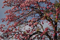 belleza1