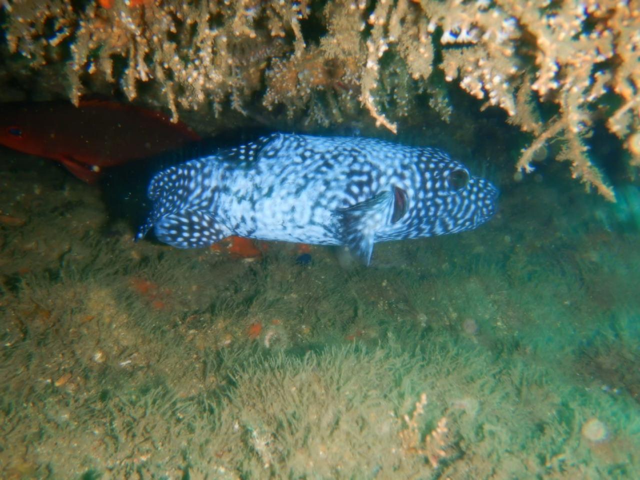 Marine life while diving near Tortuga Island