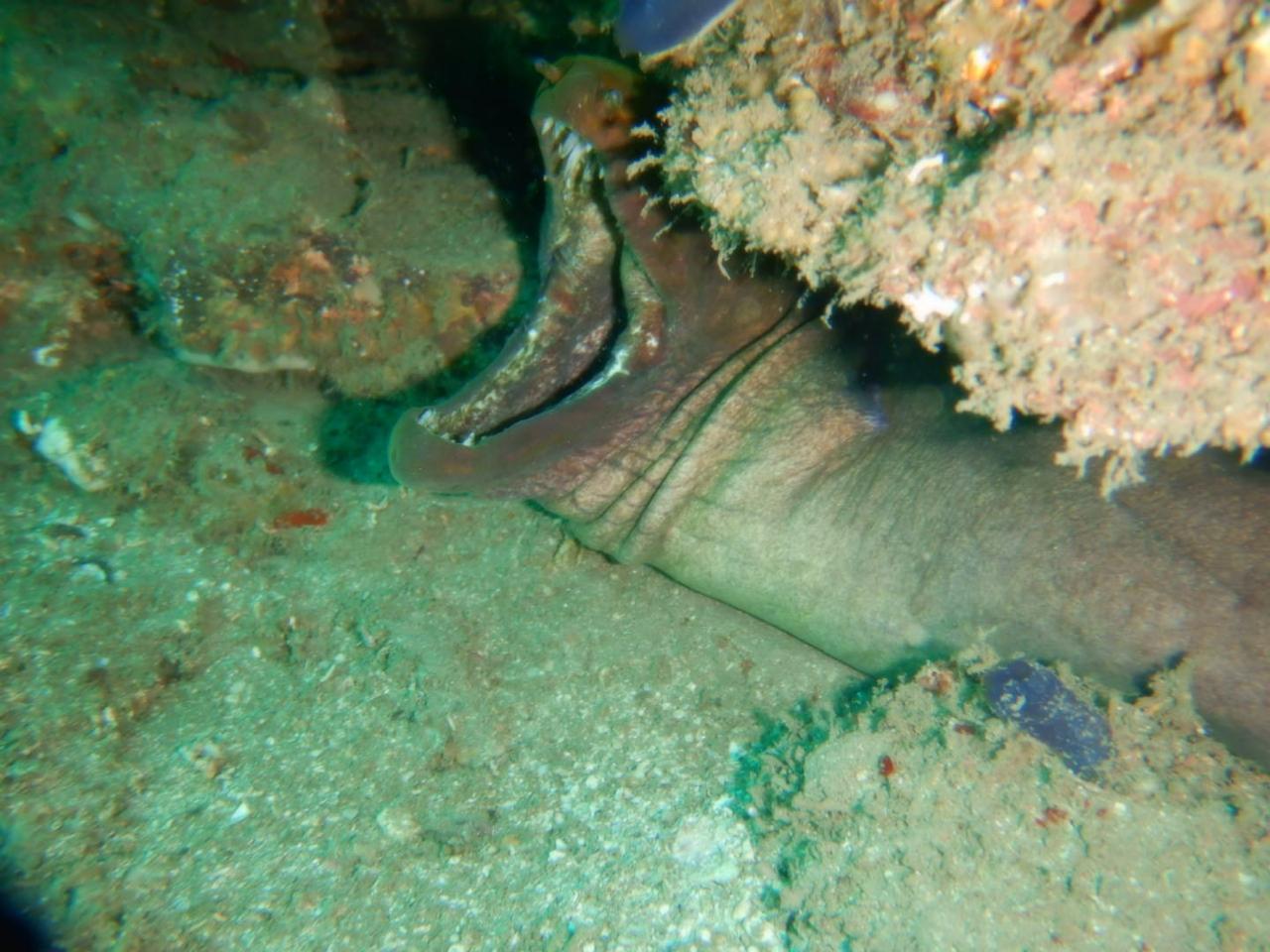 Underwater marine life Costa Rica