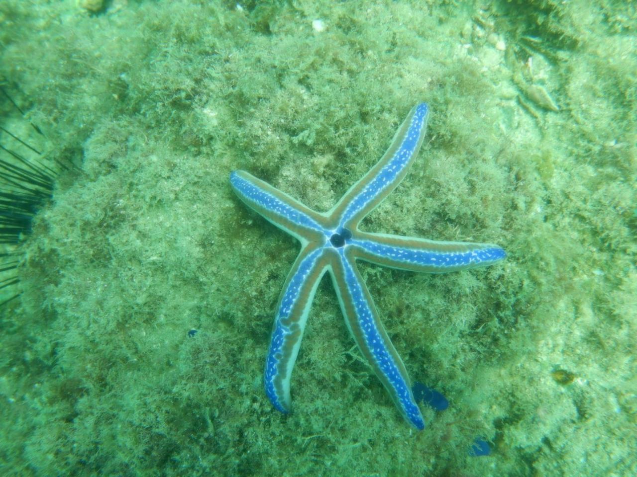 Blue sea star underwater Costa Rica