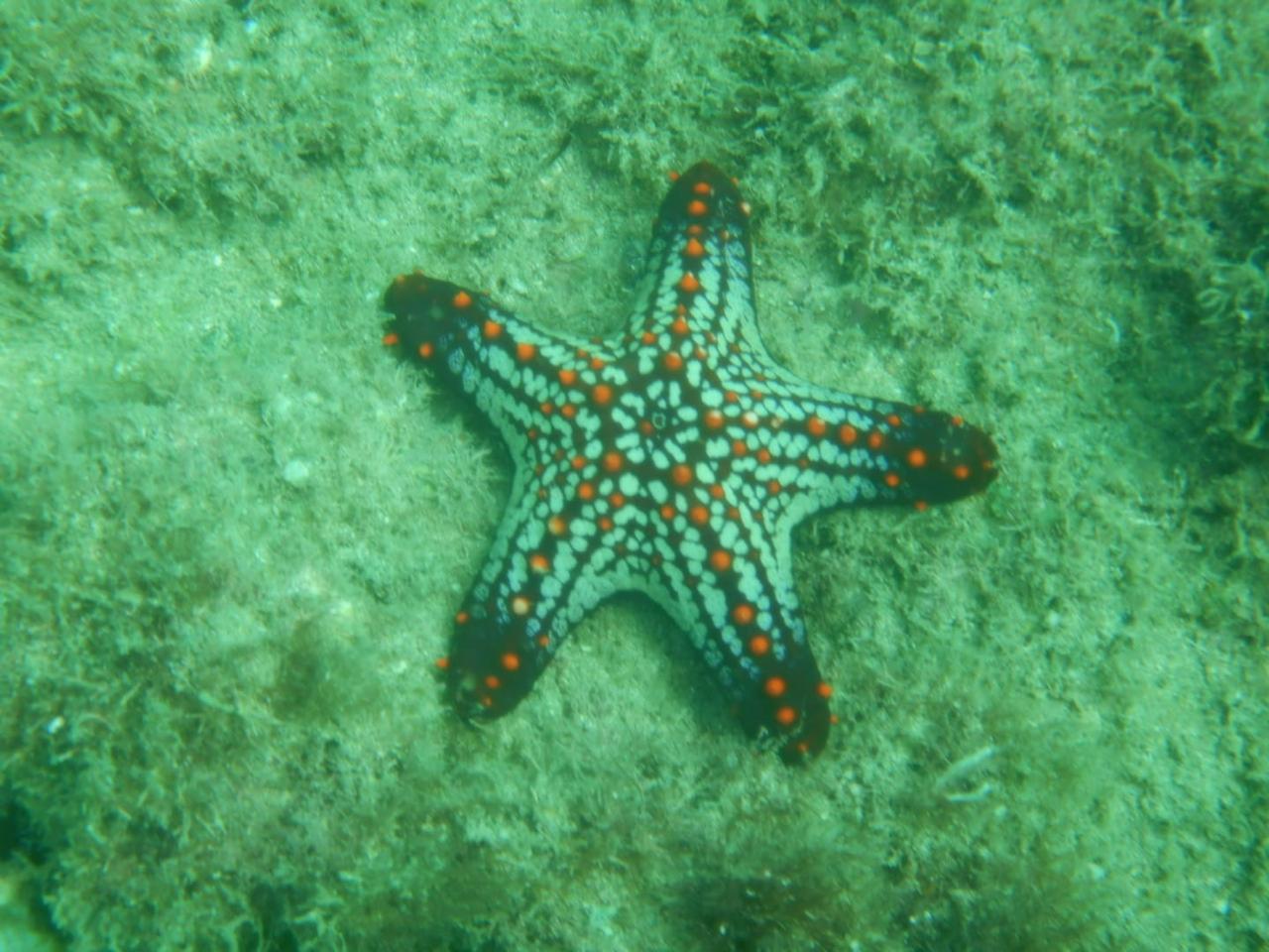 Sea star marine life Costa Rica